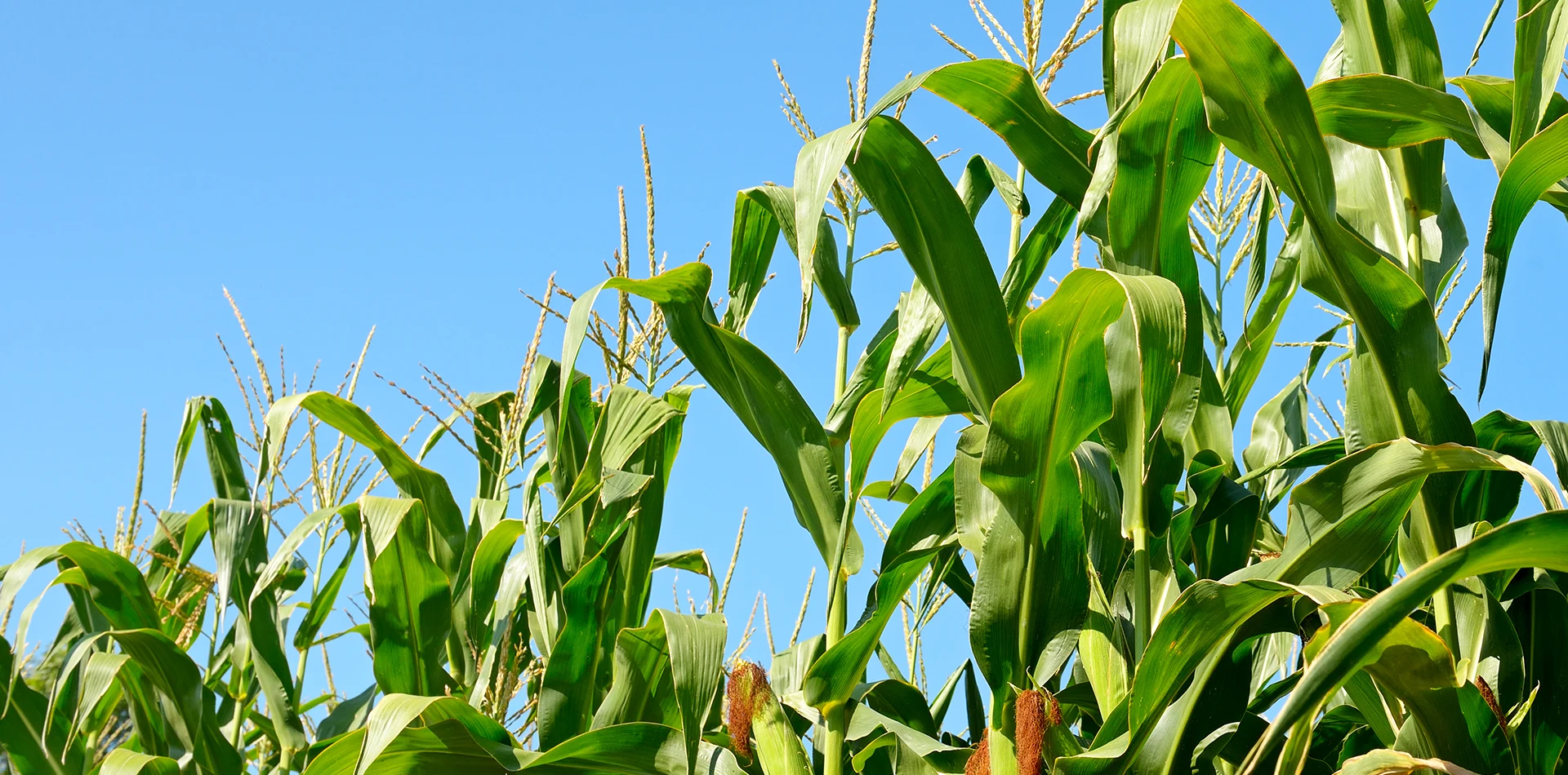 Proveedor de ensilaje de maíz de planta entera