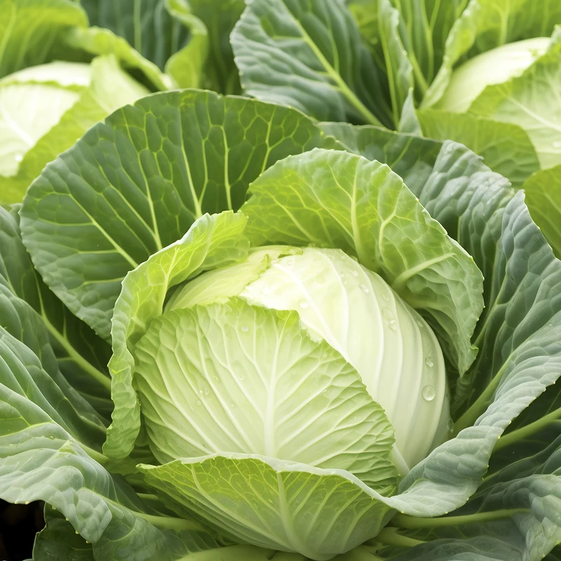 ¿Cuáles son los valores nutricionales y beneficios del repollo?