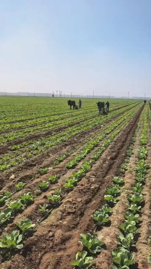 Dados los frecuentes desafíos que surgen en el almacenamiento y transporte de productos frescos a nivel mundial, ¿cómo podemos mantener la calidad fresca de principio a fin del repollo redondo de Yiman Agriculture?