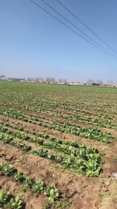 ¿Qué fortalezas principales hacen de Yiman Agriculture su proveedor ideal para proyectos de importación a granel de repollo encurtido?