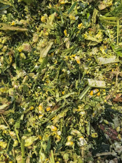¿Qué fortalezas principales hacen de Yiman Agriculture su proveedor ideal para proyectos de importación a granel de repollo encurtido?