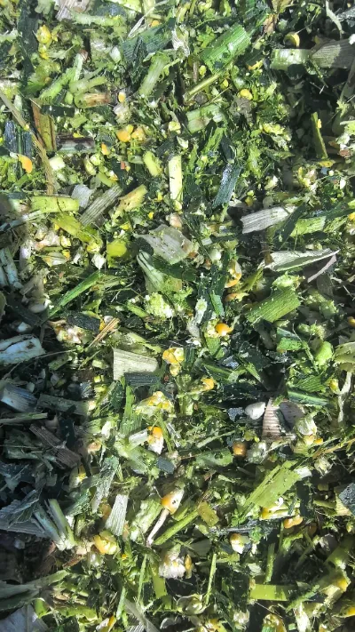 Dados los frecuentes desafíos que surgen en el almacenamiento y transporte de productos frescos a nivel mundial, ¿cómo podemos mantener la calidad fresca de principio a fin del repollo redondo de Yiman Agriculture?