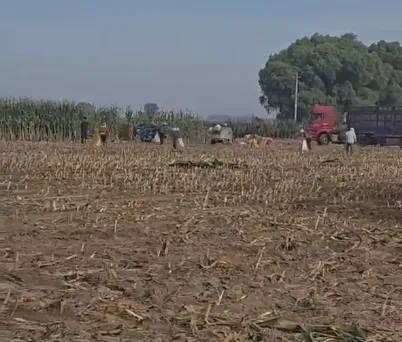 ¿Cómo mejorar la eficiencia de la cría de ganado con ensilaje de maíz de planta entera de alta calidad?