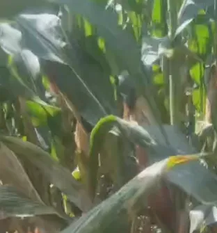 ¿Cómo pueden los piensos mixtos de ensilaje de alto contenido energético de China reducir los costos agrícolas e impulsar el crecimiento del ganado?
