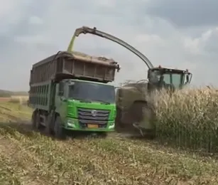 ¿Cómo optimizar las ideas de ensilaje de maíz para mejorar la calidad del alimento para el ganado y las ganancias agrícolas?
