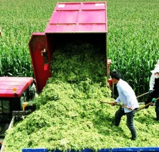 ¿Qué solución de alimentación funciona para las granjas ganaderas de estación seca en África y Medio Oriente?