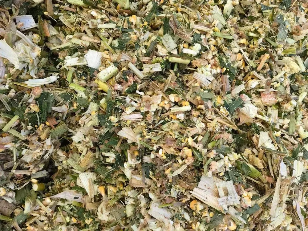 Lactation Dairy Cow Corn Silage